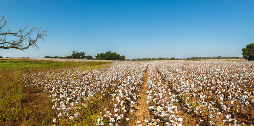 Photo of a cotton field in Alabama