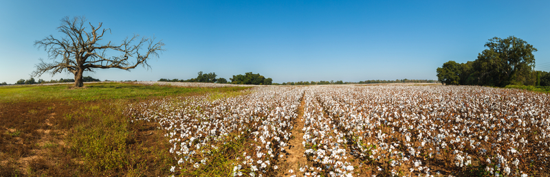 Photo of a cotton field in Alabama