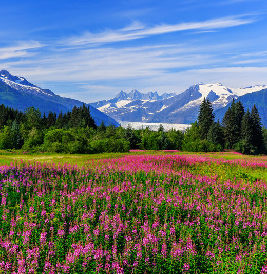 Photo of flowers and a mountain range in Alascka. Mountains capped with snow.