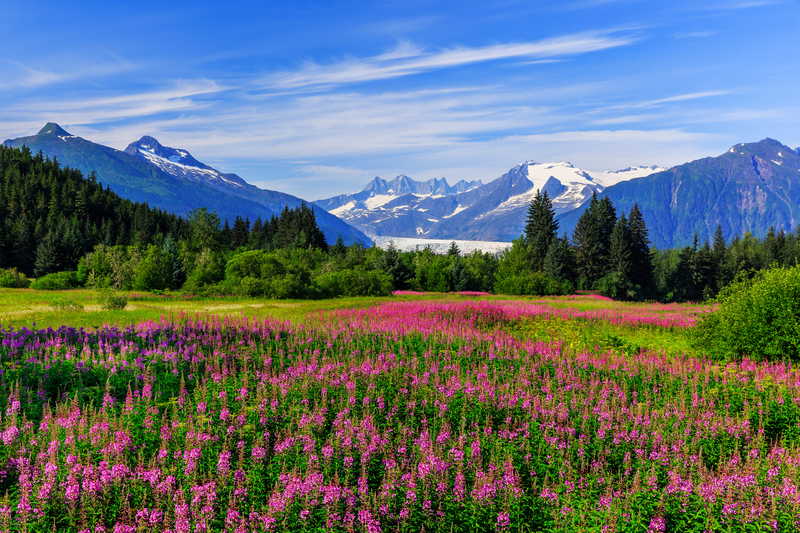 Photo of flowers and a mountain range in Alascka. Mountains capped with snow.