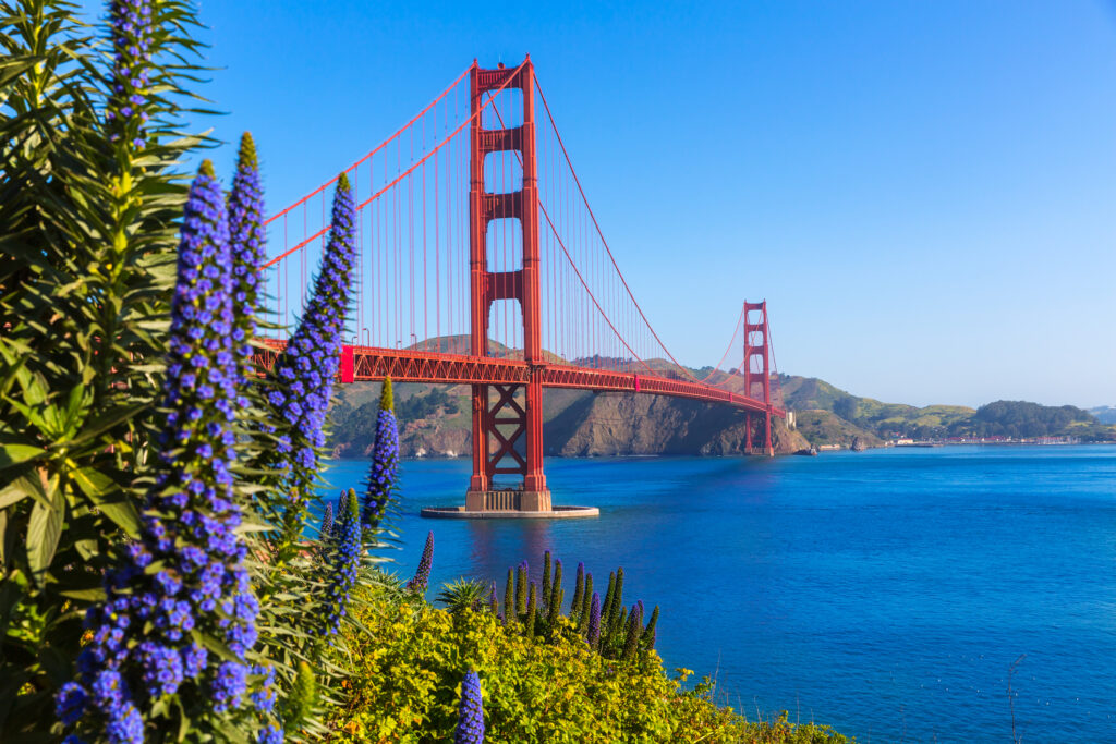 Photo of San Francisco's Golden Gate Bridge with beautiful purple flowers in the foreground.