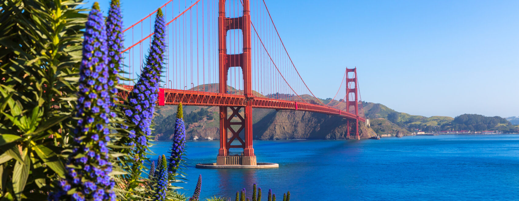 Photo of San Francisco's Golden Gate Bridge with beatiful purple flowers in the foreground.