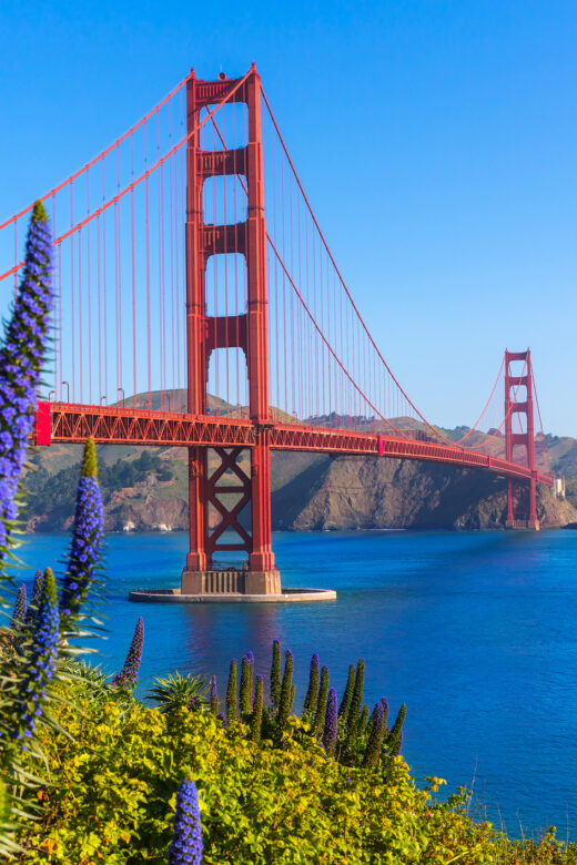 Photo of San Francisco's Golden Gate Bridge with beatiful purple flowers in the foreground.