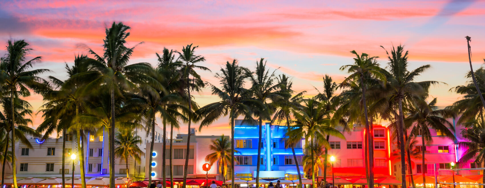 Photo of palm trees in Florida