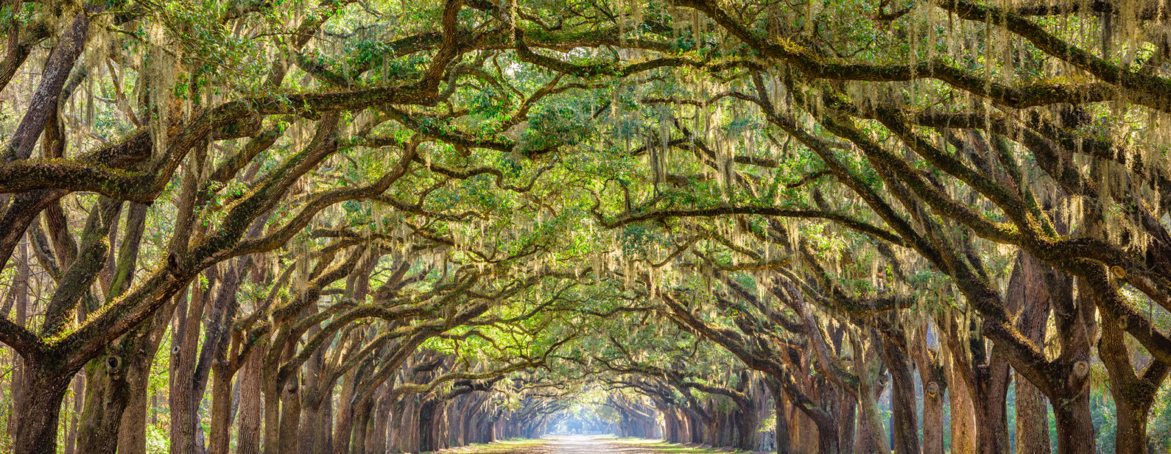 Savannah, Georgia, USA Historic Road