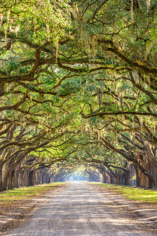 Savannah, Georgia, USA Historic Road