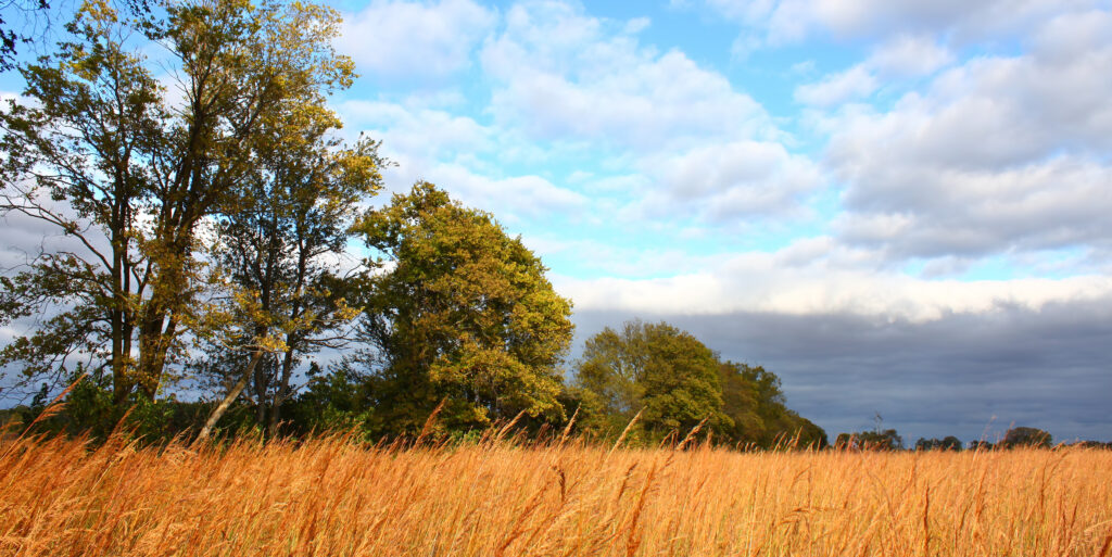 Prairie scene in Illinois.  Home insurance does not have to be scary.